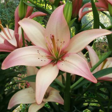 Easy Waltz (1)