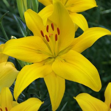 Yellow County (1)