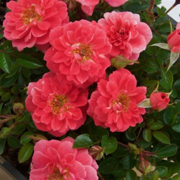 Rosa Salmon Queen