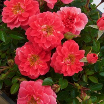Rosa Salmon Queen