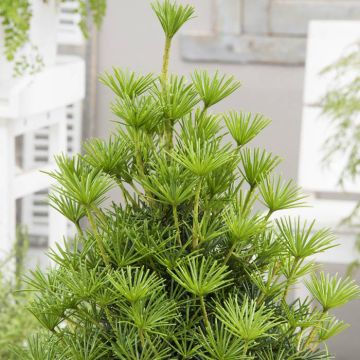 Sciadopitys verticillata Green Diamond