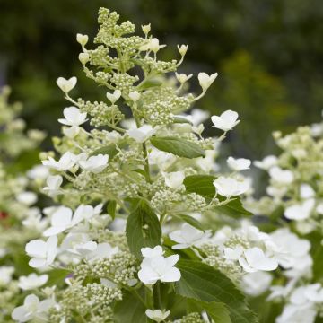 Hydrangea paniculate Levana closeup