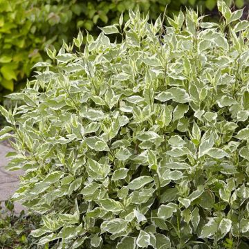 Cornus alba Elegantissima