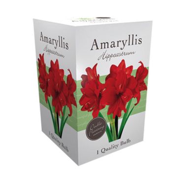 Amaryllis double Rood