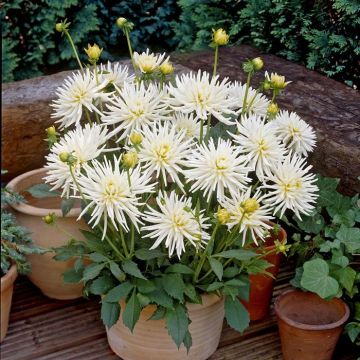 Dahlia Playa Blanca
