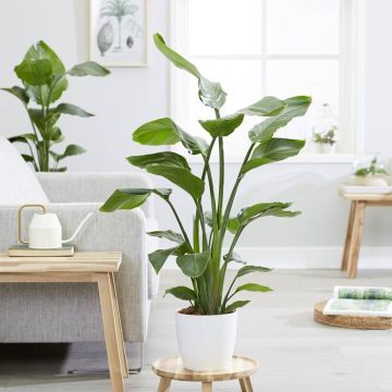 Strelitzia nicolai