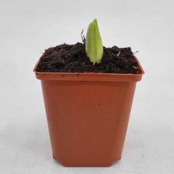 Allium White
