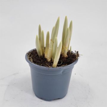Crocus Jeanne d'arc