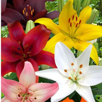 AZ gemengd zwart geel rood wit roze oranje