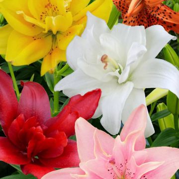 Aziaat dubbel gemengd 2592x3888