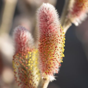 Salix gracilistyla Mt. Aso