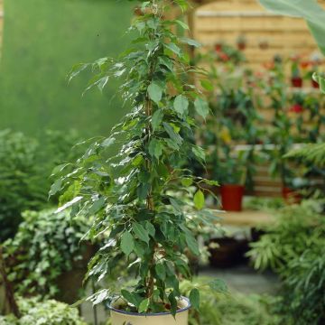 Ficus benjamina (Danita)