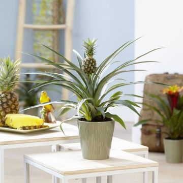 Ananas Mi Amigo