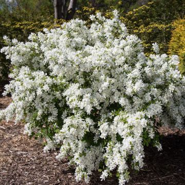 ExochordamacranFirstEditionsLotusMoon85 4825