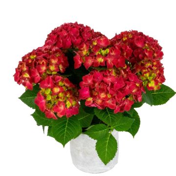 Hydrangea m Hi Tornado 02