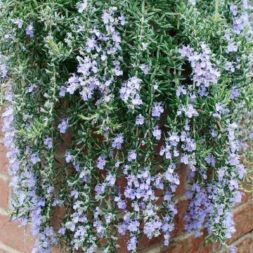 Rosemary Blue Cascade 01