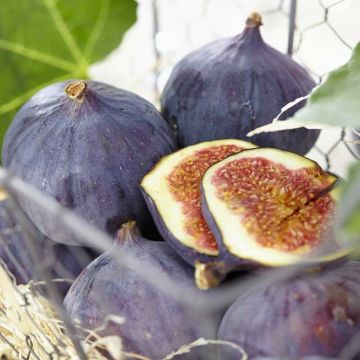 Ficus carica Brown Turkey