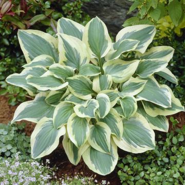 Hosta Pilgrim