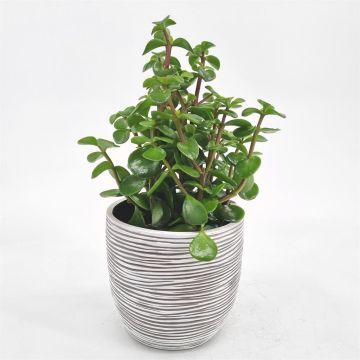Portulacaria