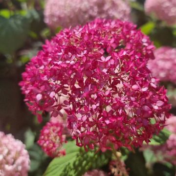 Hydrangea Candybelle Sorbet (8)