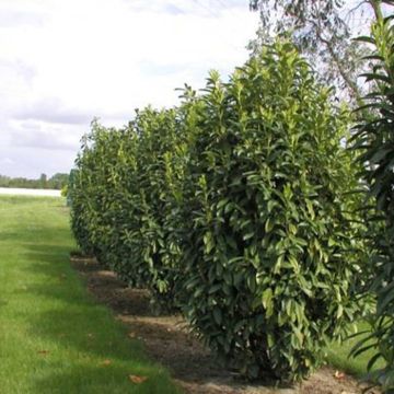 prunus. Laur. Genolia