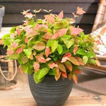 vaccinium Flamingo