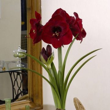 Hippeastrum Benfica
