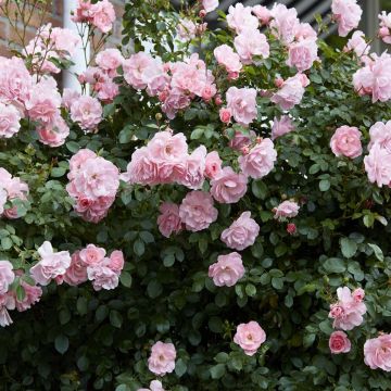 Rosa Bonica
