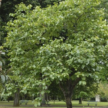 Diospyros kaki boom