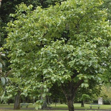 Diospyros kaki boom