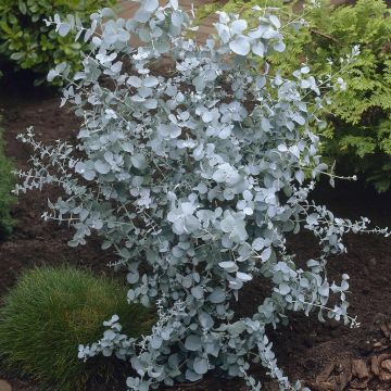Eucalyptus gunnii