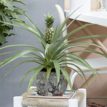 Ananas comosus
