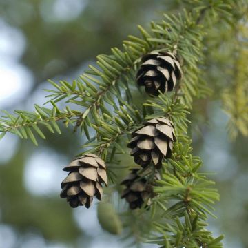 Tsuga canadensis