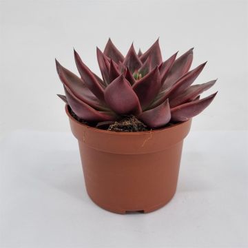Echeveria Antaris 10