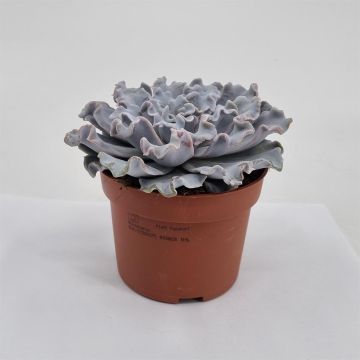 Echeveria crispy beauty 10
