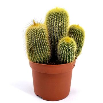 Eriocactus leninghausii 12cm