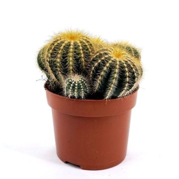 Notocactus magnificus 12cm