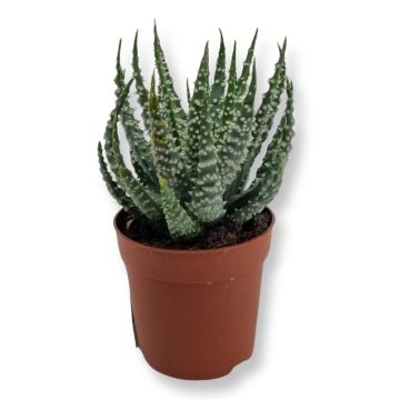 Aloe Humilis Shark 7 cm