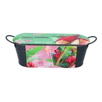 Pink Banana 085461