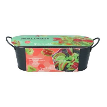 Venus flytrap 085456