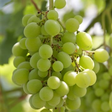 Vitis vinifera (Voor Vroege van der laan)