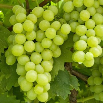 elbo36902( voor vitis lakemont wit pitloos)
