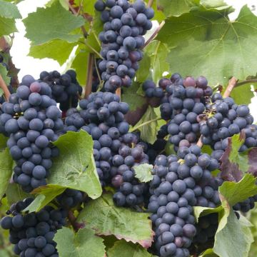 moja04486 (voor vitis Sweety blauw pitloos)