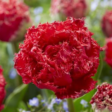 Tulip Qatar