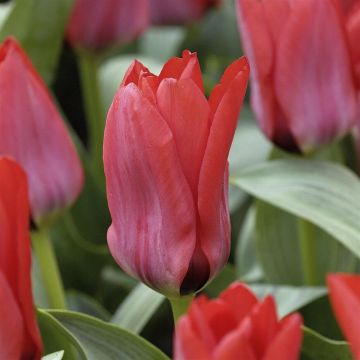 Tulip Soraya