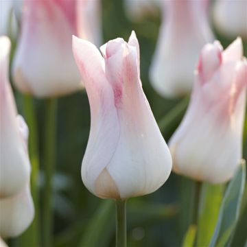 Tulip Holland Chic