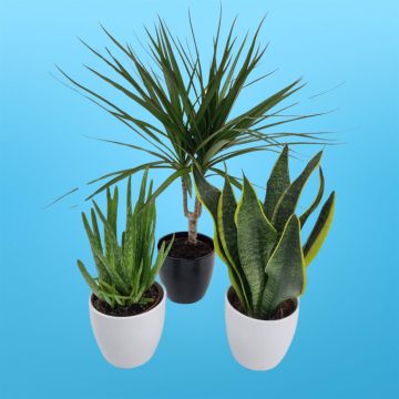 Dracaena Marginata Aloe Vera Sansevieria Superba