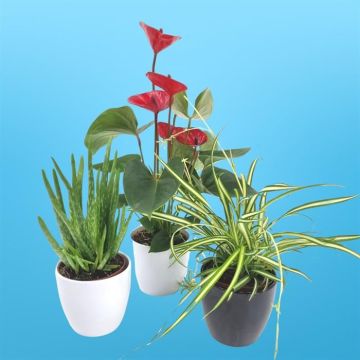 Anthurium Rood Aloe vera Chlorophytum Atlantic