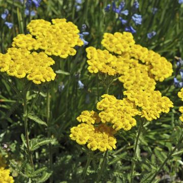Achillea Tomentosa Aurea