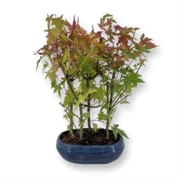 Bonsai acer Forest 19 cm